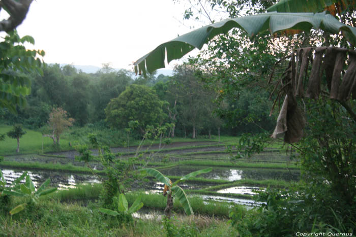 Champs de riz Nabua / Philippines 