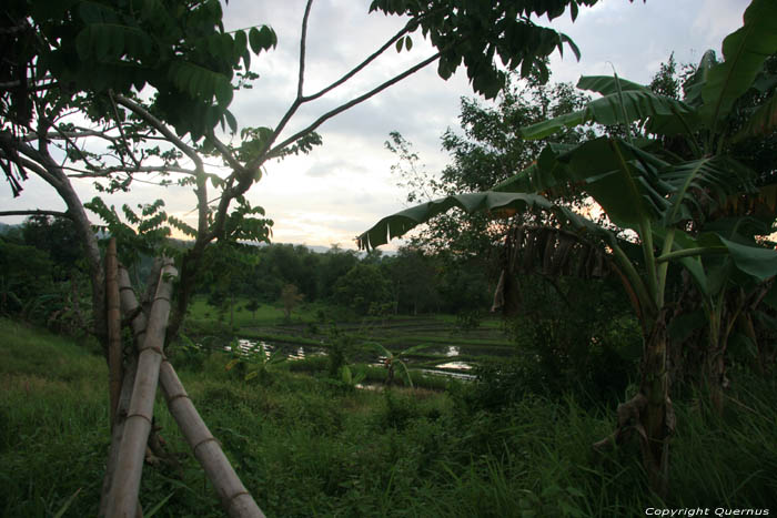 Champs de riz Nabua / Philippines 