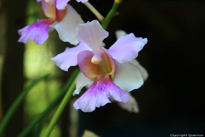 Orchiden te koop op markt Daraga / Filippijnen 