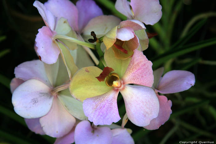 Orchiden te koop op markt Daraga / Filippijnen 