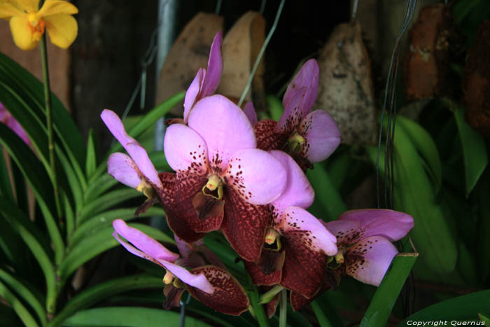 Orchides en vente sur march Daraga / Philippines 