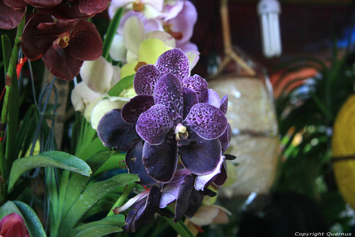 Orchiden te koop op markt Daraga / Filippijnen 