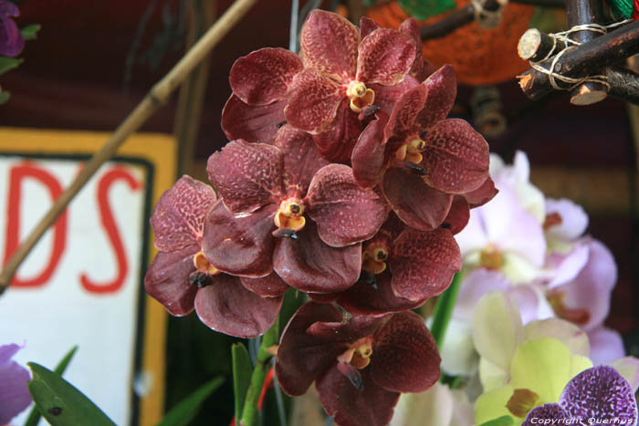 Orchides en vente sur march Daraga / Philippines 