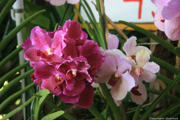 Orchiden te koop op markt Daraga / Filippijnen 