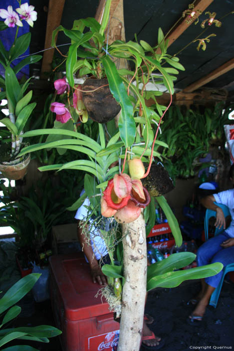 Orchides en vente sur march Daraga / Philippines 