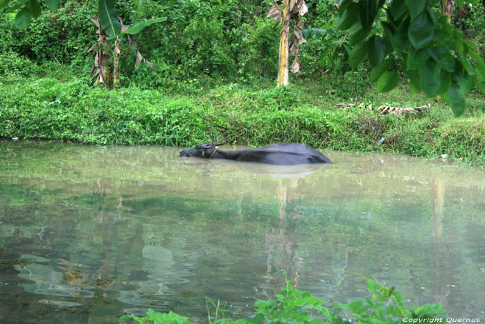 Water Buffalo Pilar / Philippines 