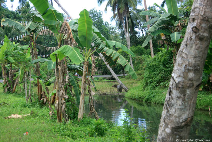 Paysage Pilar / Philippines 