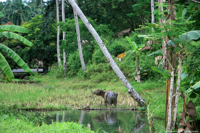 Landscape with wazter buffalo Pilar / Philippines 