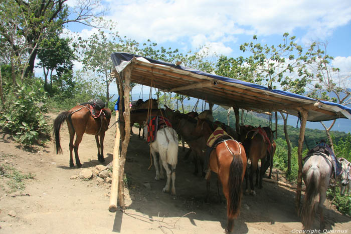 Horses Tagaytay City / Philippines 