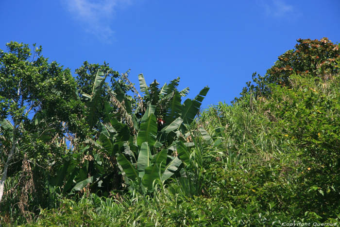 Banana tree Tagaytay City / Philippines 