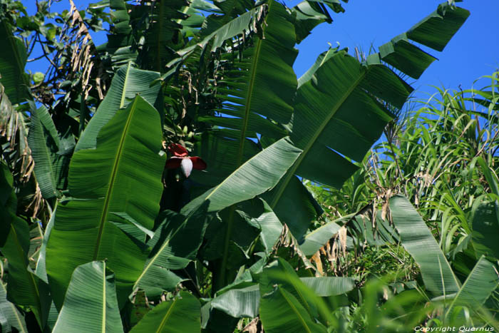 Bananenboom Tagaytay City / Filippijnen 