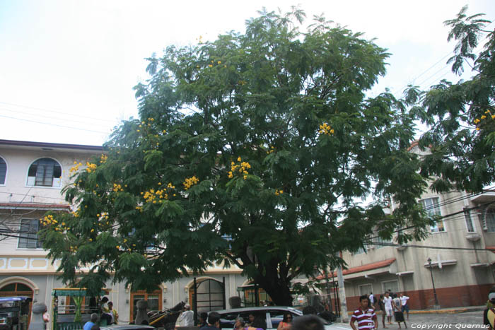 Tree Manila Intramuros / Philippines 
