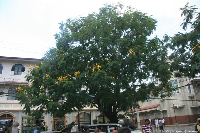 Arbre Manila Intramuros / Philippines 