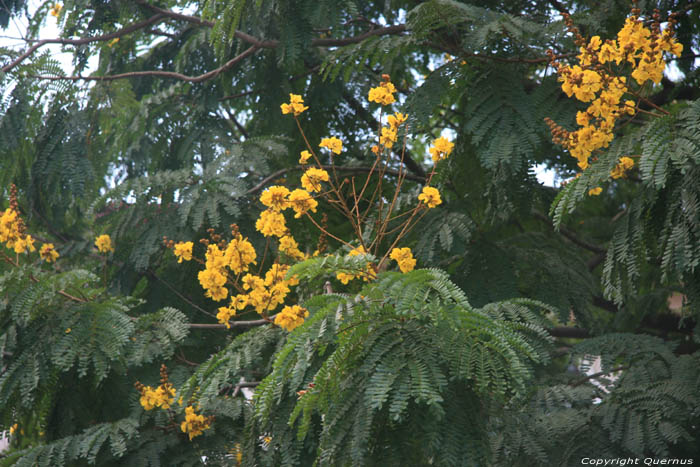 Tree Manila Intramuros / Philippines 