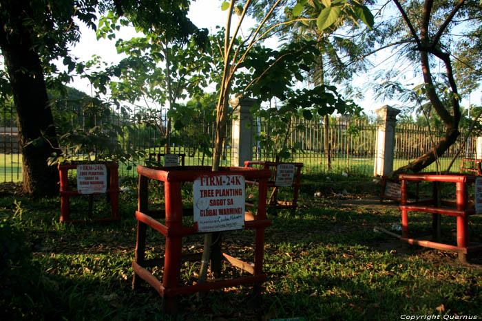 Bomen tegen Klimaatsopwarming Manila / Filippijnen 