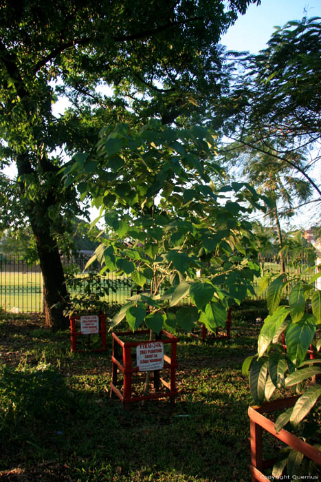 Trees against Global Climate Warming Manila / Philippines 