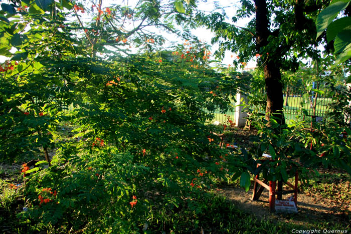 Trees against Global Climate Warming Manila / Philippines 