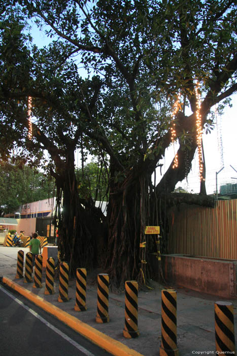 Bomen Manila / Filippijnen 