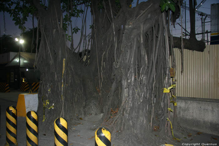 Trees Manila / Philippines 