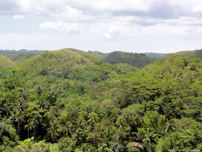 Chocolade Heuvels Bohol Eiland in Bohol Island / Filippijnen 