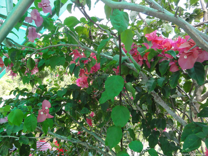 Flowers Bohol Island / Philippines 