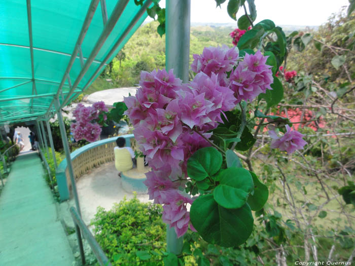 Bloemen Bohol Eiland in Bohol Island / Filippijnen 