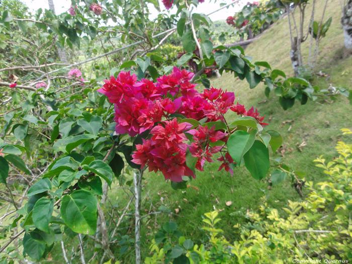 Bloemen Bohol Eiland in Bohol Island / Filippijnen 