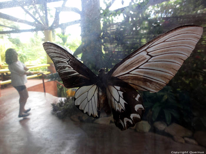 Vlindermuseum Bohol Eiland in Bohol Island / Filippijnen 