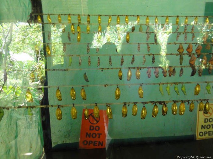 Vlindermuseum Bohol Eiland in Bohol Island / Filippijnen 