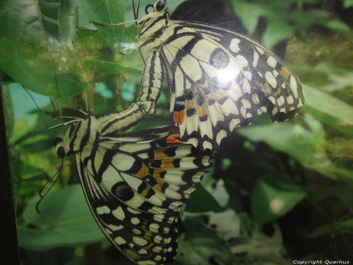 Vlindermuseum Bohol Eiland in Bohol Island / Filippijnen 