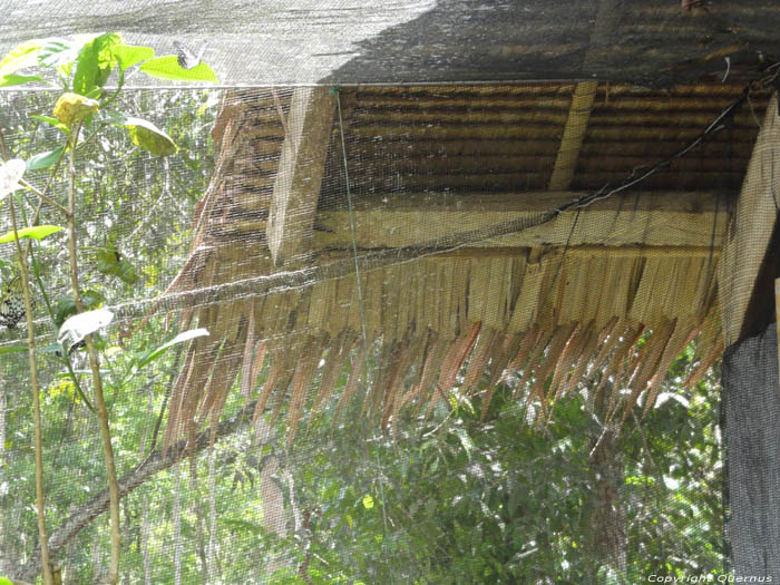 Muse des Papillons Ile de Bohol  Bohol Island / Philippines 