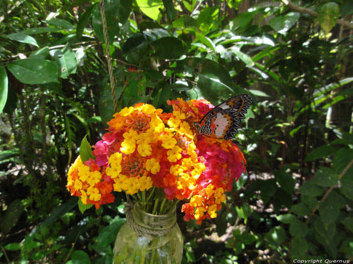 Muse des Papillons Ile de Bohol  Bohol Island / Philippines 