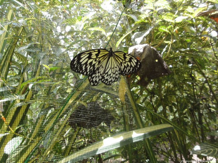 Muse des Papillons Ile de Bohol  Bohol Island / Philippines 