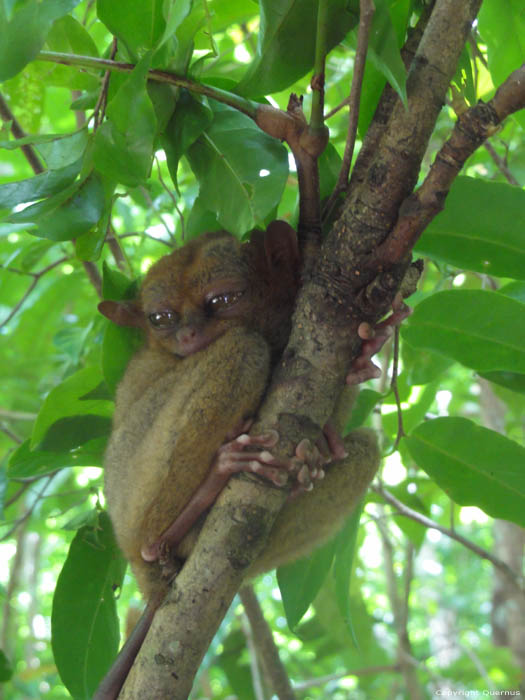 Tarsiers Monkeys Bohol Island / Philippines 