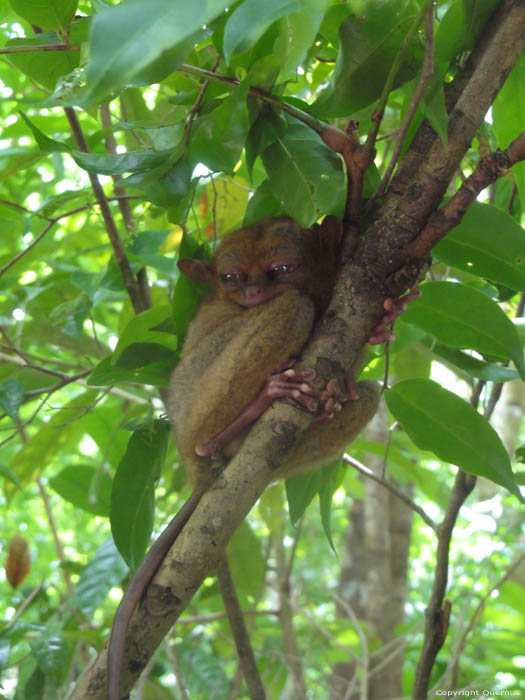 Tarsiers Monkeys Bohol Island / Philippines 