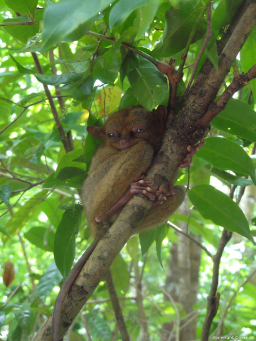 Tarsier Aapjes Bohol Eiland in Bohol Island / Filippijnen 