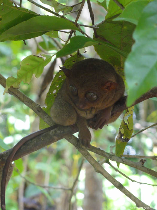 Tarsier Aapjes Bohol Eiland in Bohol Island / Filippijnen 