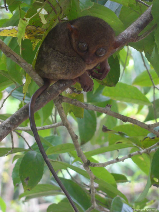 Tarsier Aapjes Bohol Eiland in Bohol Island / Filippijnen 