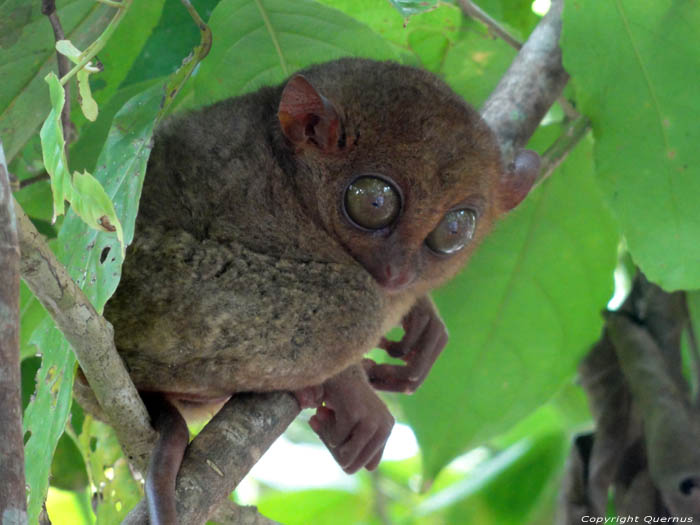 Tarsiers Monkeys Bohol Island / Philippines 