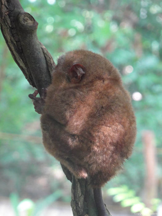 Tarsier Aapjes Bohol Eiland in Bohol Island / Filippijnen 