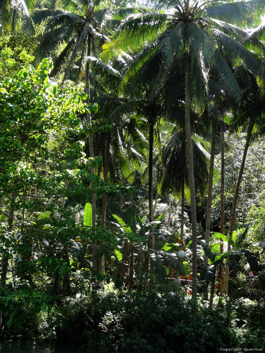 Rivier Bohol Eiland in Bohol Island / Filippijnen 