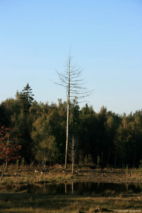 Spiegelaere Ven in Maldegemveld MALDEGEM / BELGI 