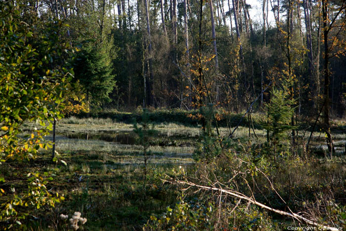 Spiegelaere Ven in Maldegemveld MALDEGEM / BELGI 