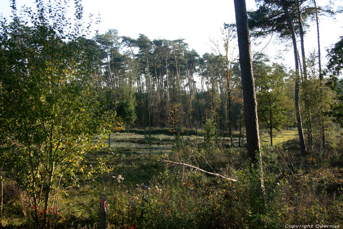 Fagne Spiegelaere dans Champs de Maldegem MALDEGEM photo 