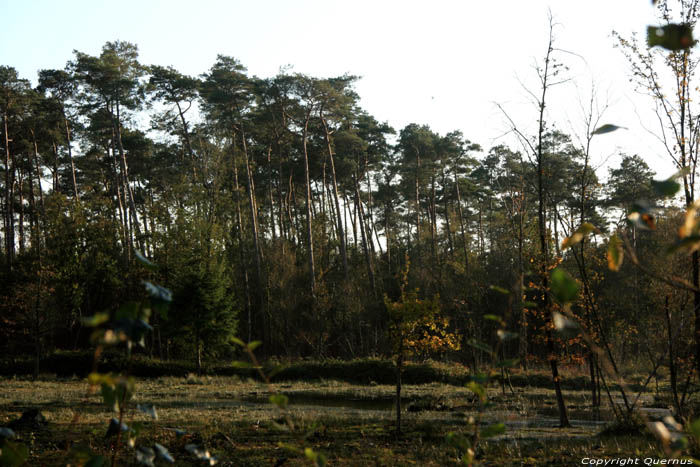 Fagne Spiegelaere dans Champs de Maldegem MALDEGEM photo 