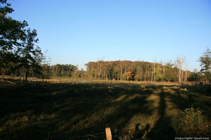 Fagne Spiegelaere dans Champs de Maldegem MALDEGEM / BELGIQUE 