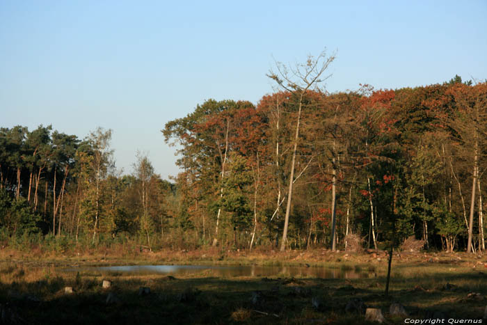 Spiegelaere Ven in Maldegemveld MALDEGEM / BELGI 