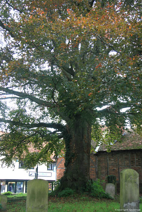 Ancien Arbre sur Cimetire Wallingford / Angleterre 