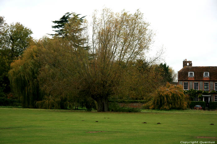 Tree close to church THAME / United Kingdom 