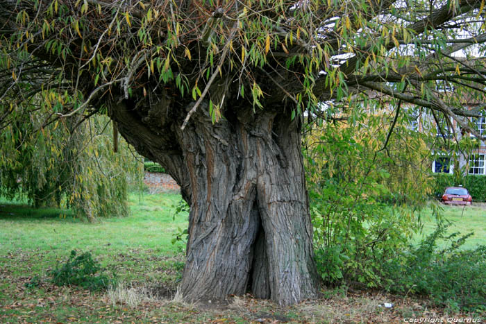 Arbre Prs de l'glise THAME / Angleterre 